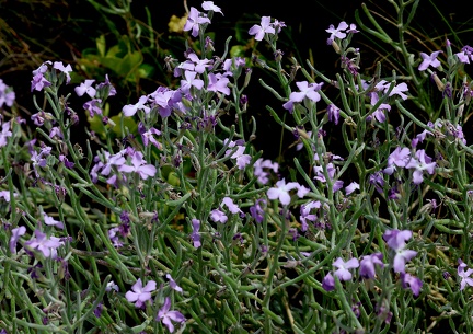 Matthiola sinuata-1