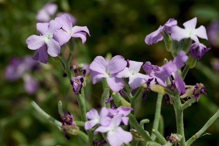 Matthiola sinuata