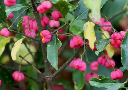 Euonymus europaens