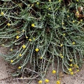 Helichrysum stoechas-1