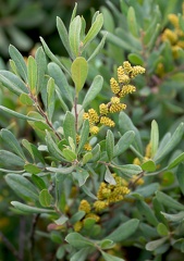 Myrica gale