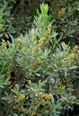 Myrica gale-1