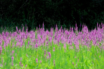 Lythrum salicaria-3