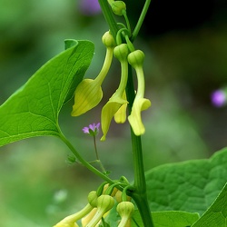 Flore
