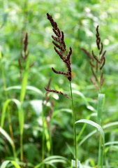 Echinochloa muricata