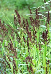 Echinochloa muricata-1