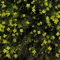Diplotaxis tenuifolia 