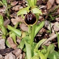 Ophrys aranifera 