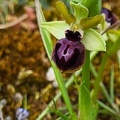 Ophrys passionis-1