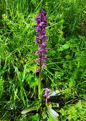 Orchis mascula