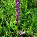 Orchis mascula