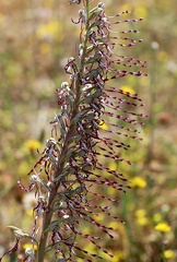 Himantoglossum hircinum-5
