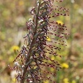 Himantoglossum hircinum-5