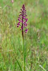 Anacamptis laxiflora-4