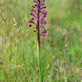Anacamptis laxiflora-4