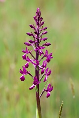 Anacamptis laxiflora-41