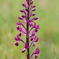 Anacamptis laxiflora-41