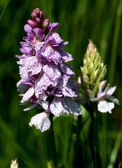 Dactylorhiza maculata