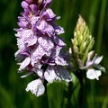 Dactylorhiza maculata