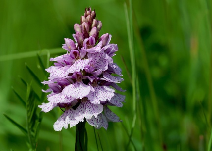 Dactylorhiza maculata-1