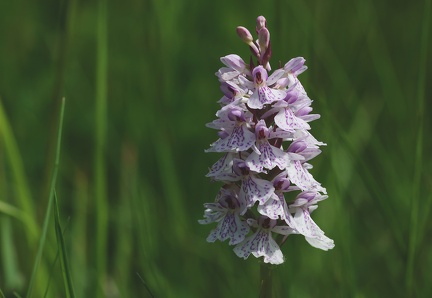 Dactylorhiza maculata-11