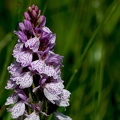 Dactylorhiza maculata-12