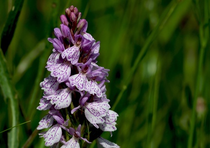 Dactylorhiza maculata-12