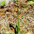 Orchis anthropophora-2