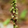 Orchis anthropophora-3