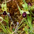 Ophrys passionis-2
