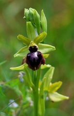 Ophrys passionis-3