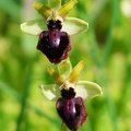 Ophrys passionis-4