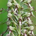 Himantoglossum hircinum-3