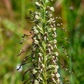 Himantoglossum hircinum-1