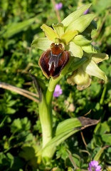 Ophrys aranifera-1