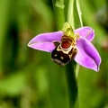 Ophrys apifera-1