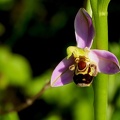 Ophrys apifera-2