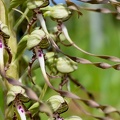 Himantoglossum hircinum-4