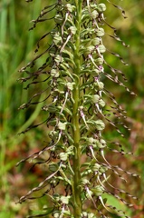 Himantoglossum hircinum-2