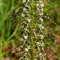 Himantoglossum hircinum-2
