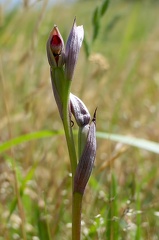Serapias parviflora-1