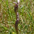 Serapias parviflora-2