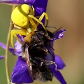 Misumena vatia-7