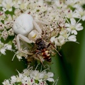 Misumena vatia-5