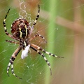 Argiope bruennichi-1