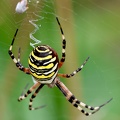 Argiope bruennichi-11