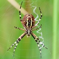 Argiope bruennichi-12