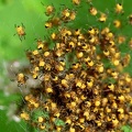 Araneus diadematus-5