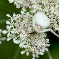 Misumena vatia-6