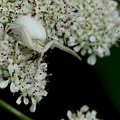 Misumena vatia-61